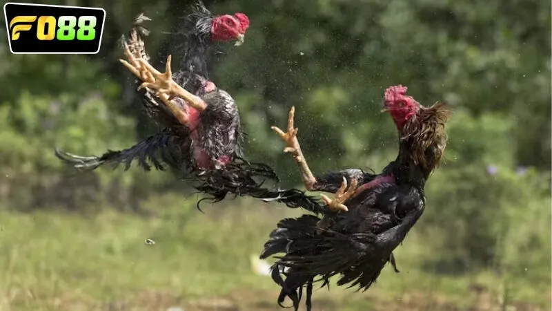 cuoc-da-ga-campuchia-fo88