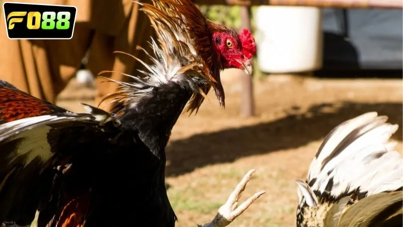 truc-tiep-da-ga-fo88